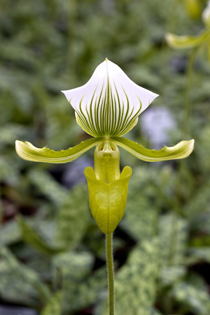 orchideeën orchidee orchideeen hdr bloem Orchidaceae natuur flora bloemen orchis sierbloem sierplant phalaenopsis orchidaceae